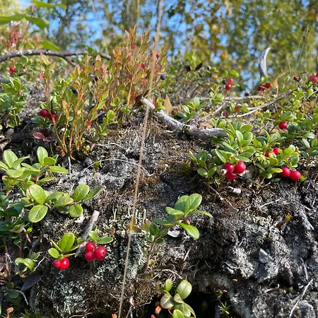 Parco vacanze Torsetlia And 3*