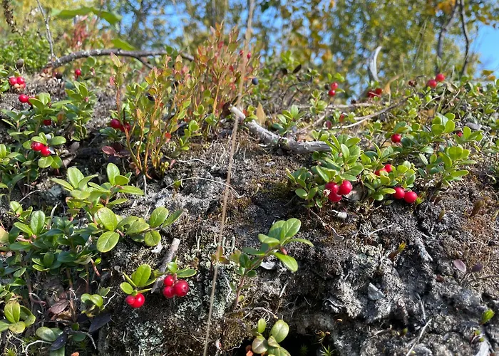 Parco vacanze Torsetlia And 3*